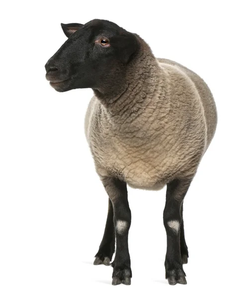 Ovce suffolk, ovis aries, 2 roky starý, stojící před bílým pozadím — Stock fotografie