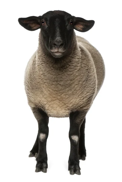 Weibliche Suffolk-Schafe, ovis aries, 2 Jahre alt, vor weißem Hintergrund stehend — Stockfoto