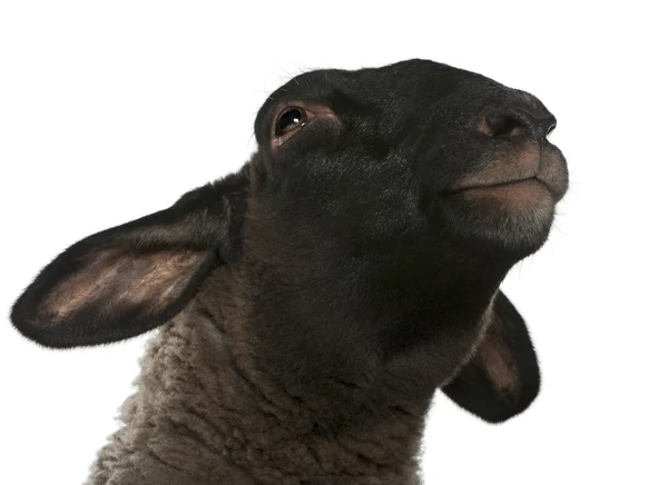 Ovce suffolk, ovis aries, 2 roky starý, před bílým pozadím — Stock fotografie