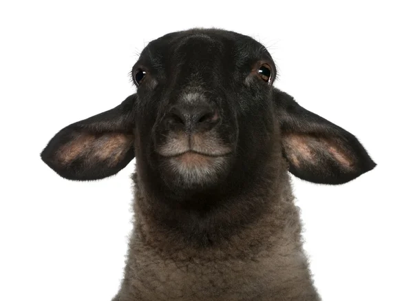 Mujer Suffolk sheep, Ovis aries, 2 años, retrato delante de fondo blanco —  Fotos de Stock