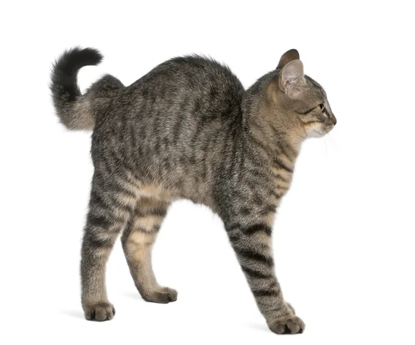 混合品种的猫，6 个月大，站在白色背景前家猫 — 图库照片
