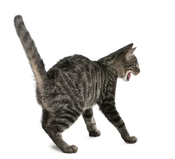 Vystrašená kočka smíšené plemeno, felis catus, 6 měsíců starý, stojící před bílým pozadím — Stock fotografie