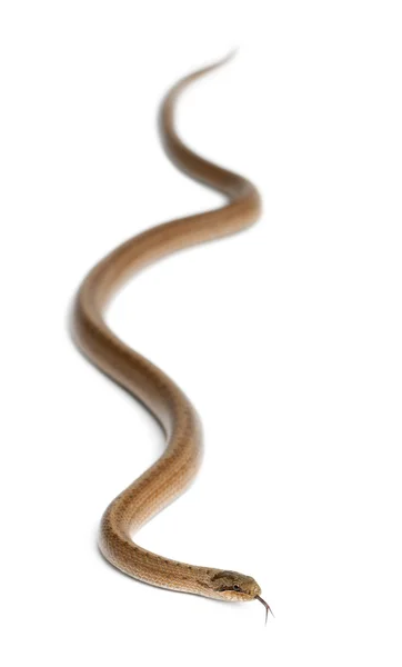 Serpente liscio, Coronella austriaca, davanti allo sfondo bianco — Foto Stock