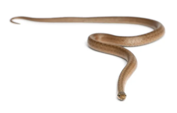 부드러운 뱀, Coronella austriaca, 흰색 배경 앞 — 스톡 사진