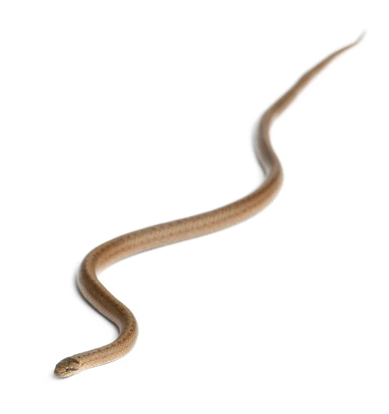 Serpente lisa, Coronella austriaca, em frente ao fundo branco — Fotografia de Stock