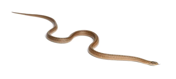 Gladde slang, coronella austriaca, voor witte achtergrond — Stockfoto