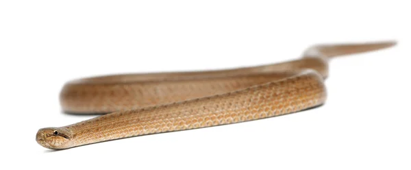 Serpiente lisa, Coronella austriaca, delante de fondo blanco — Foto de Stock