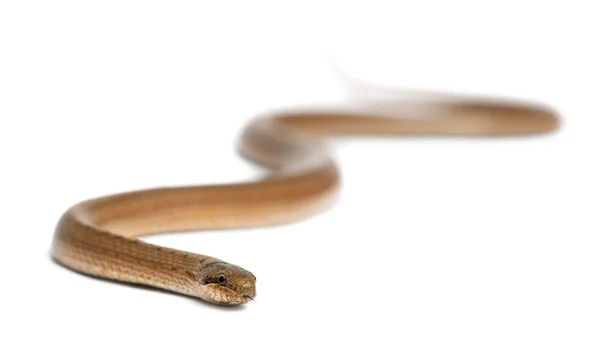 Гладкая змея, Coronella austriaca, на белом фоне — стоковое фото