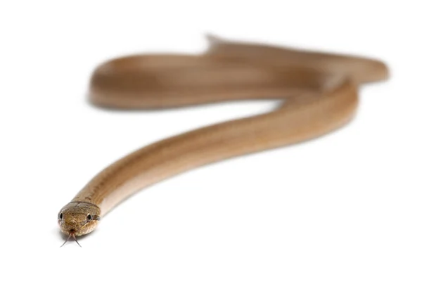 Pürüzsüz yılan, beyaz arka plan önünde coronella austriaca — Stok fotoğraf