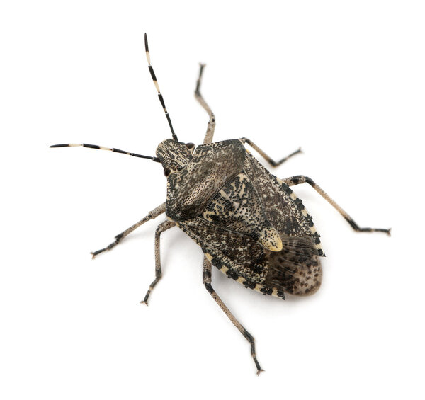 European stink bug, Rhaphigaster nebulosa, in front of white background
