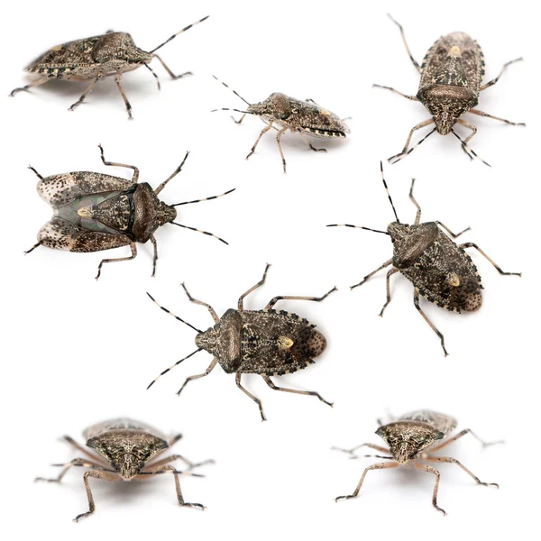 Composition of European stink bugs, Rhaphigaster nebulosa, in front of white background — Zdjęcie stockowe