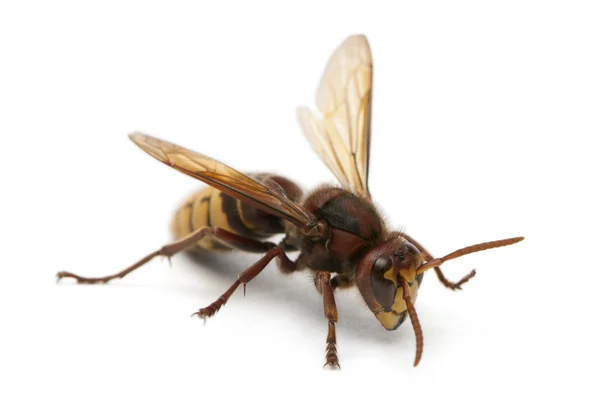 Avrupa hornet, vespa crabro, beyaz arka plan önünde — Stok fotoğraf