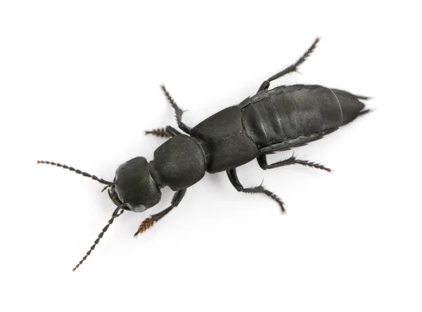 Şeytan'ın Koç-ata beetle, beyaz arka plan önünde ocypus olens — Stok fotoğraf