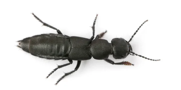 Devil's coach-häst beetle, ocypus olens, framför vit bakgrund — Stockfoto