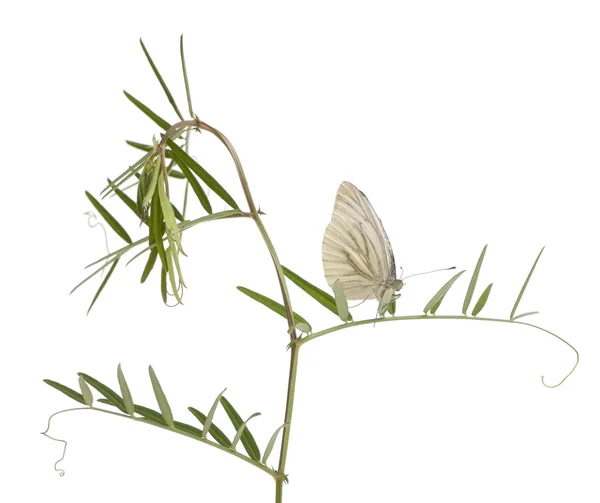 Zelená žilnaté bílé, pieris napi na rostlině před bílým pozadím — Stock fotografie