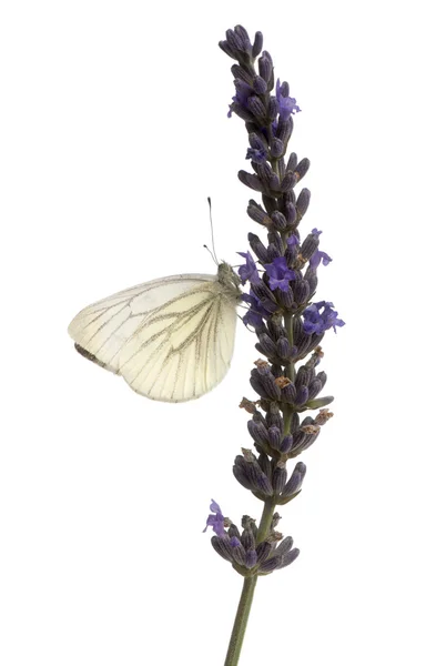 Bianco venato verde, Pieris napi, su fiore viola davanti a sfondo bianco — Foto Stock
