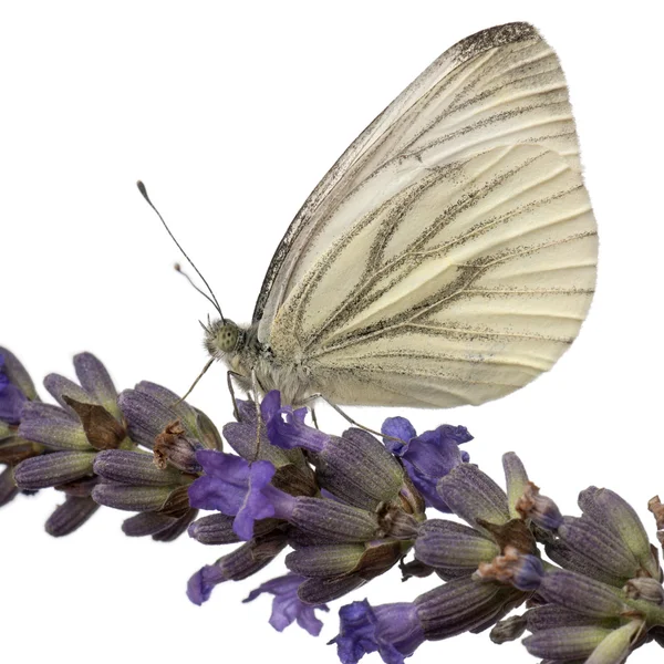Green-veined White, Pieris napi, on flower in front of white background — 스톡 사진