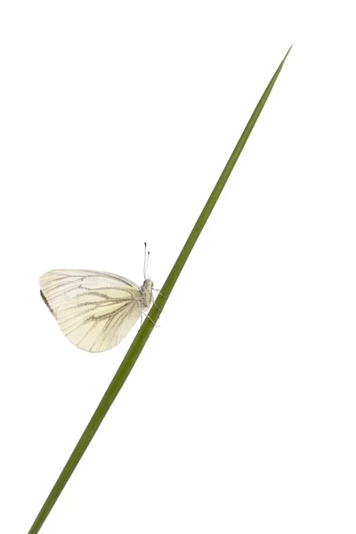Bianco venato verde, Pieris napi, su erba davanti a sfondo bianco — Foto Stock