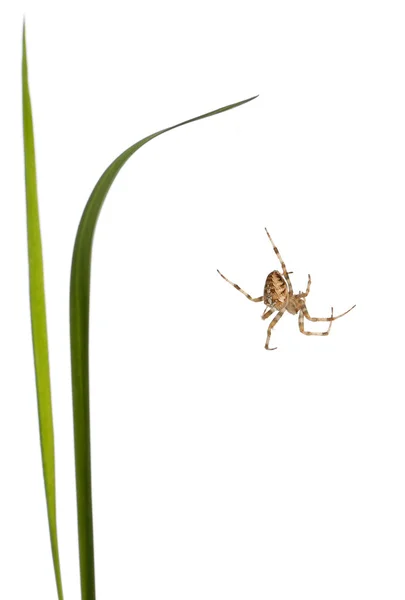 stock image European garden spider, Araneus diadematus, climbing between grass stems in front of white background