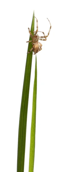 Хрестовик, Araneus diadematus, на траві стебла перед білим тлом — стокове фото