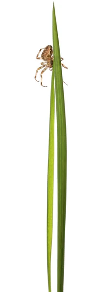 Krzyżak ogrodowy, araneus diadematus, na trawie wynika z przodu białe tło — Zdjęcie stockowe