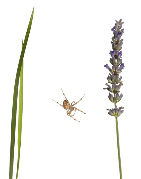 European garden spider, Araneus diadematus, on grass stems in front of white background — Stock Photo, Image