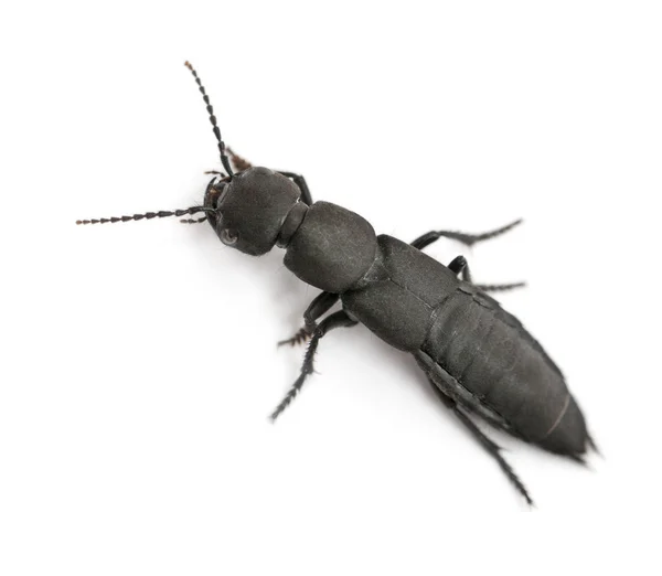 Şeytan'ın Koç-ata beetle, beyaz arka plan önünde ocypus olens — Stok fotoğraf