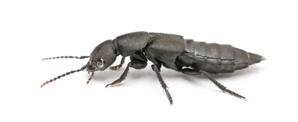 Escarabajo caballo-entrenador del diablo, Ocypus olens, frente al fondo blanco — Foto de Stock