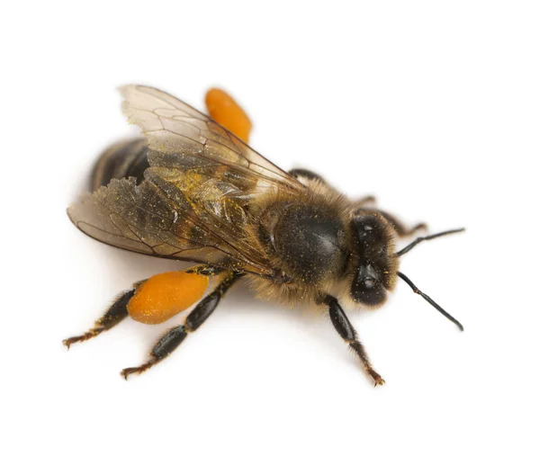 西方蜜蜂或欧洲蜜蜂，蜜蜂，携带花粉，在白色背景前 — 图库照片