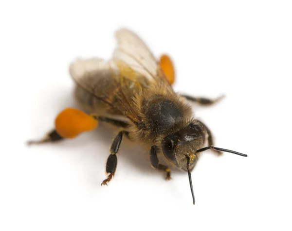Westerse honingbij of Europese honingbij, apis mellifera, uitvoering van stuifmeel, voor witte achtergrond — Stockfoto