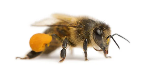 Западная пчела или европейская пчела, Apis mellifera, несущая пыльцу, на белом фоне — стоковое фото