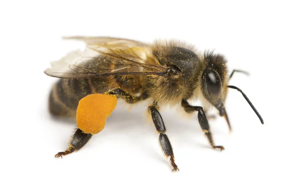 Abelha mel ocidental ou abelha mel europeu, Apis mellifera, levando pólen, na frente de fundo branco — Fotografia de Stock