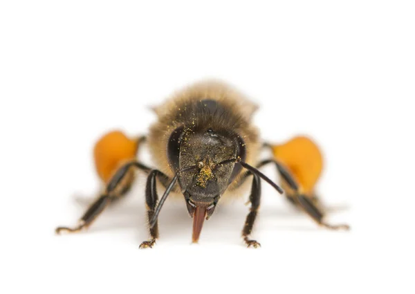 Háziméh vagy európai mézelő méh, Apis mellifera, virágpor, fehér háttér előtt könyv — Stock Fotó
