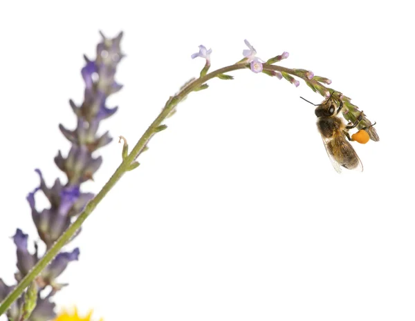 Abeille domestique occidentale ou abeille domestique européenne, Apis mellifera, portant du pollen devant un fond blanc — Photo