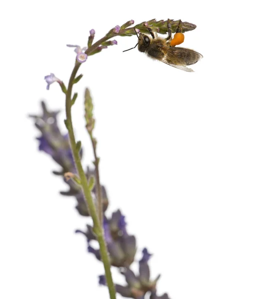Pszczoła miodna lub Pszczoła miodna, apis mellifera, przenoszenia pyłku przed białym tle — Zdjęcie stockowe