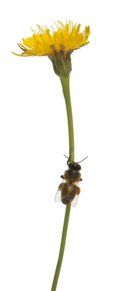Abeja de miel occidental o abeja melífera europea, Apis mellifera, llevando polen delante de fondo blanco —  Fotos de Stock