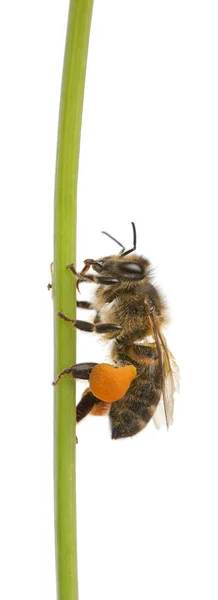 서쪽 꿀 꿀벌 또는 유럽 꿀 꿀벌, Apis mellifera, 흰색 배경 앞 화분을 들고 — 스톡 사진