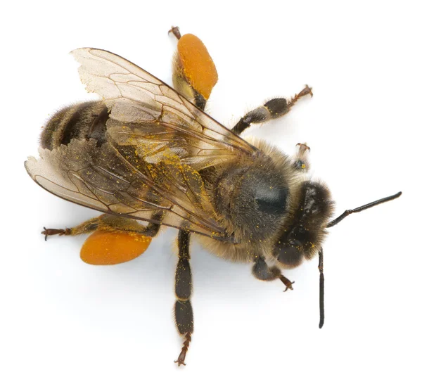 Δυτική μελισσών ή μέλισσα μέλι Ευρωπαϊκής, apis mellifera, που μεταφέρουν γύρη, μπροστά από το λευκό φόντο — Φωτογραφία Αρχείου