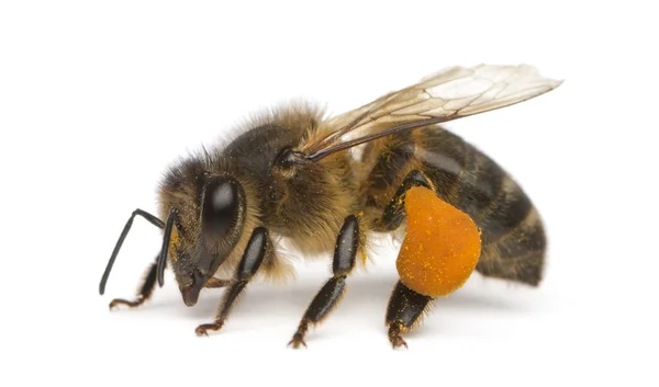 Abeja melífera occidental o abeja melífera europea, Apis mellifera, portadora de polen, frente a fondo blanco — Foto de Stock
