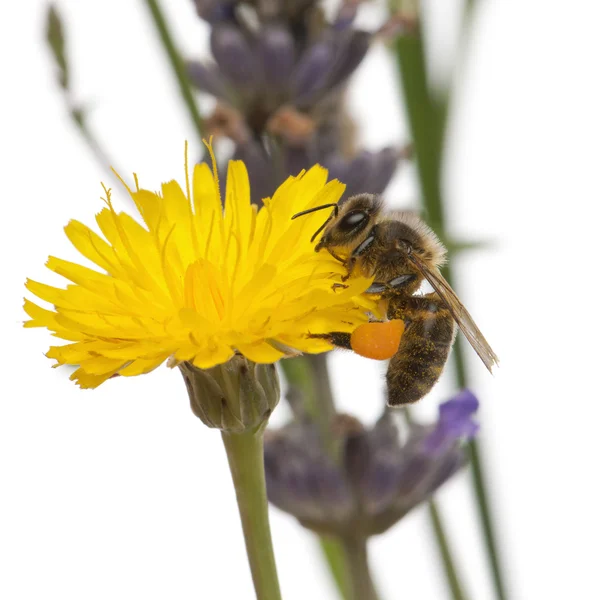 Abeille domestique occidentale ou abeille domestique européenne, Apis mellifera, portant du pollen, sur une fleur devant un fond blanc — Photo