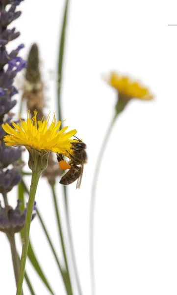 Abeja de miel occidental o abeja melífera europea, Apis mellifera, llevando polen, en flor delante de fondo blanco —  Fotos de Stock