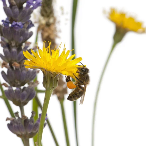Abeja de miel occidental o abeja melífera europea, Apis mellifera, llevando polen, en flor delante de fondo blanco —  Fotos de Stock