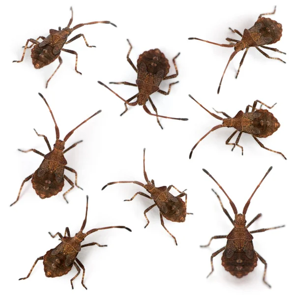 Composition of Dock bugs, Coreus marginatus, in front of white background — Stock Photo, Image