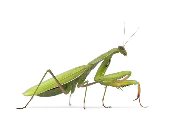 Γυναικεία Ευρωπαϊκή mantis ή είδος ακρίδος, mantis religiosa, μπροστά από το λευκό φόντο — Φωτογραφία Αρχείου