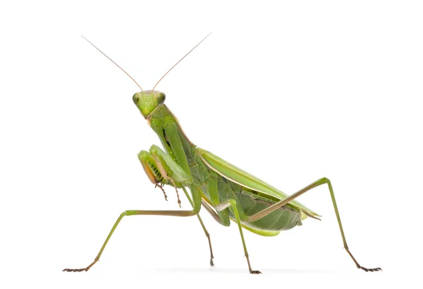 Γυναικεία Ευρωπαϊκή mantis ή είδος ακρίδος, mantis religiosa, μπροστά από το λευκό φόντο — Φωτογραφία Αρχείου