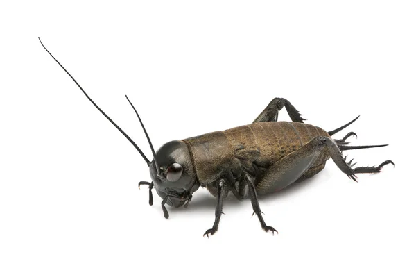 Mediterrane veld cricket - krekelkikker bimaculatus — Stockfoto