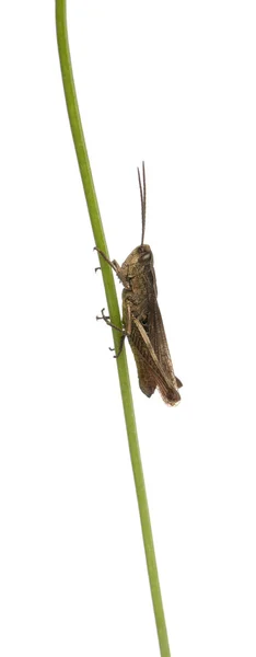 Grasshopper, Chorthippus montanus, sobre tallo de planta delante de fondo blanco — Foto de Stock