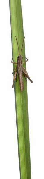 Kobylko, Saranče montanus, na stonku rostlin před bílým pozadím — Stock fotografie