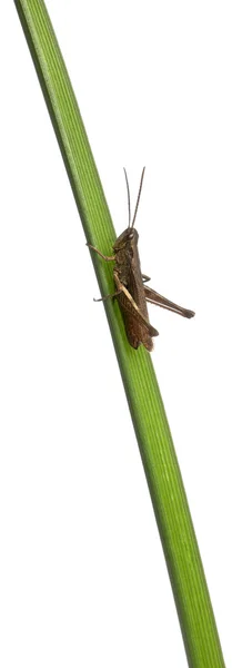 蚱蜢，蒙塔努斯雏蝗属植物茎在白色背景上 — 图库照片