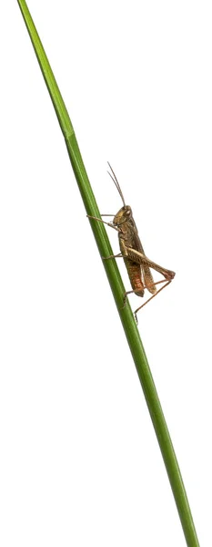Grasshopper, Chorthippus montanus, on plant stem in front of white background — Stock Photo, Image